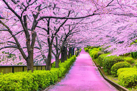 Japan Cherry Blossoms, Chu Lo